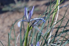 Iris songarica