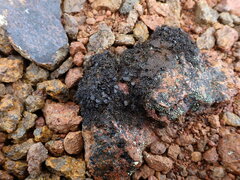 Pseudephebe minuscula