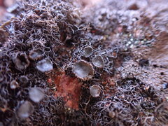 Pseudephebe minuscula