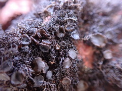 Pseudephebe minuscula