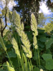 Polypogon monspeliensis