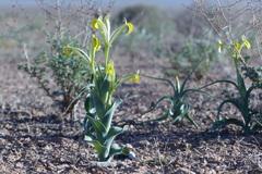 Iris kopetdagensis