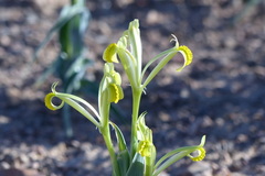 Iris kopetdagensis