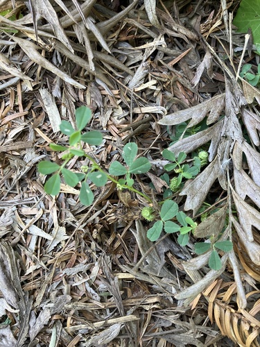 burclover