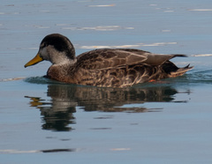 Anas rubripes × platyrhynchos