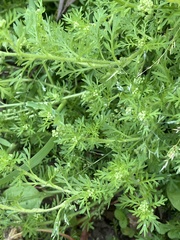 Lepidium didymum