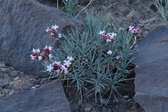Acantholimon