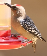 Melanerpes hypopolius