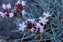 Acantholimon