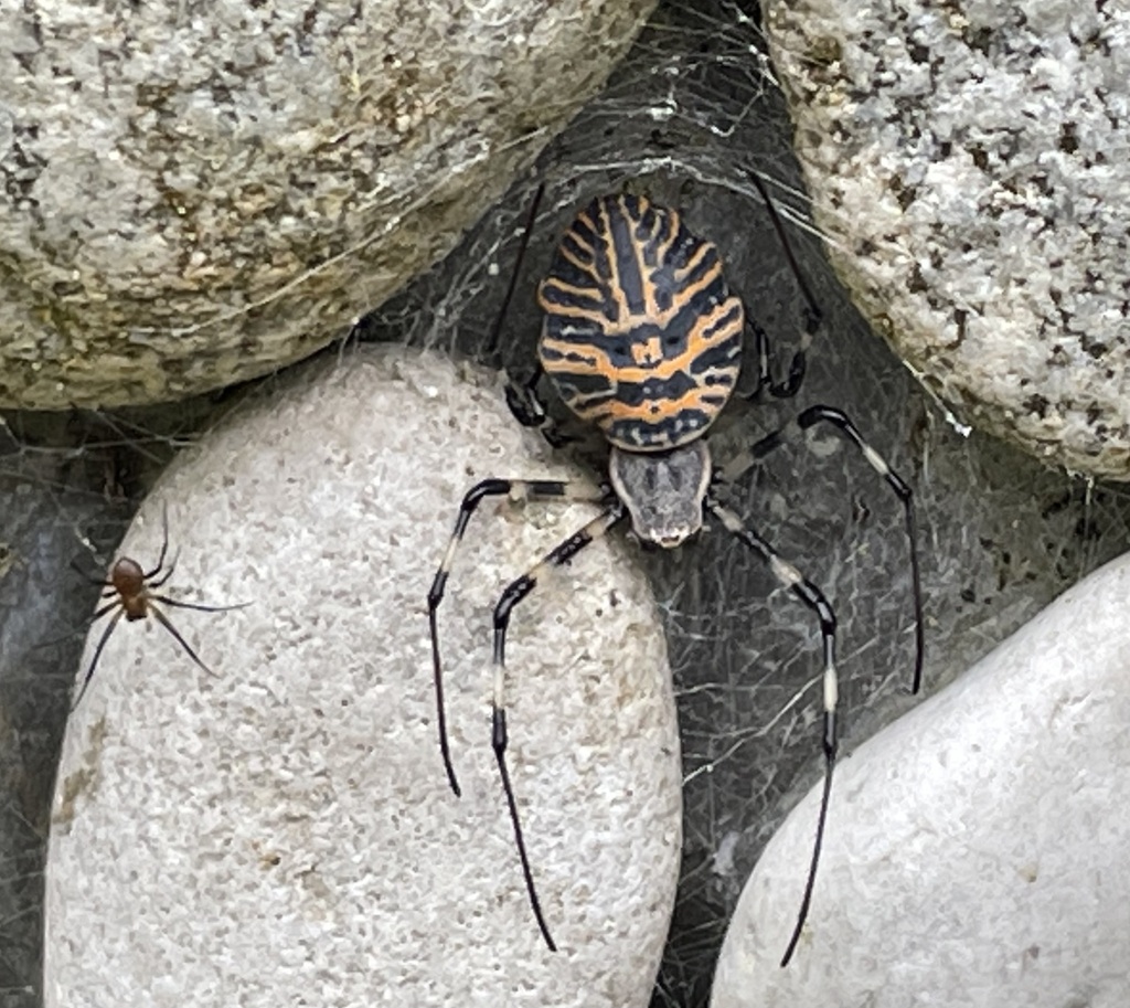 Coin Spiders from Poso Regency, Central Sulawesi, Indonesia on October