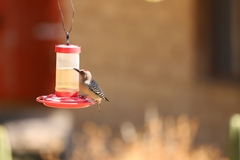 Melanerpes hypopolius