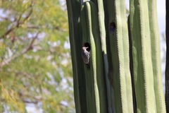 Melanerpes hypopolius