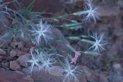 Dianthus crinitus turcomanicus