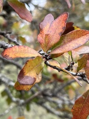 Quercus sinuata