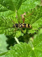 Clytus arietis