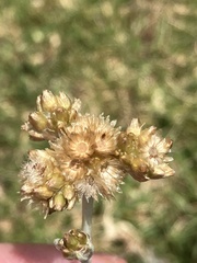 Helichrysum luteoalbum