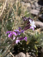 Erysimum scoparium