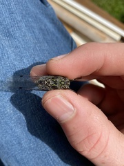 Amphipsalta