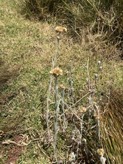 Helichrysum luteoalbum