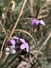Erysimum scoparium