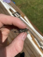 Amphipsalta