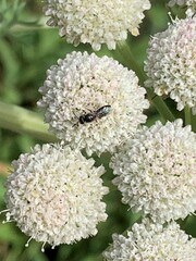 Hylaeus leptocephalus