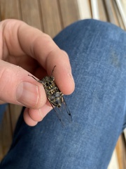 Amphipsalta