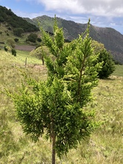 Juniperus bermudiana