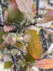 Quercus sinuata