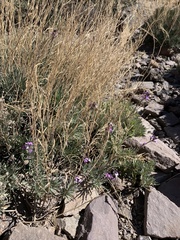 Erysimum scoparium