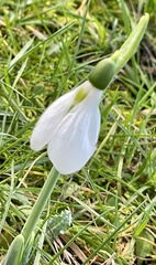 Galanthus elwesii