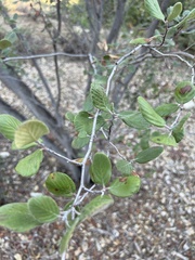Cercocarpus traskiae