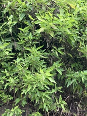 Austroeupatorium inulifolium