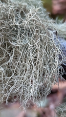 Usnea dasopoga