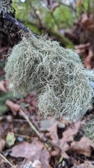 Usnea dasopoga