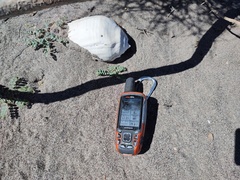 Titanostrombus galeatus