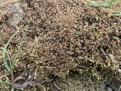 Glossostigma diandrum