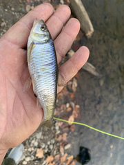 Luxilus chrysocephalus