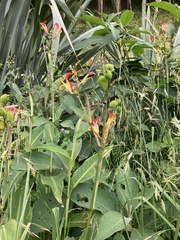 Canna indica