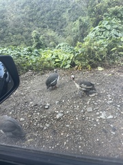 Numida meleagris domesticus