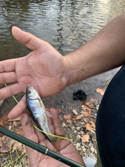 Luxilus chrysocephalus