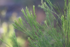 Exocarpos cupressiformis