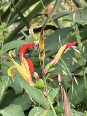 Canna indica