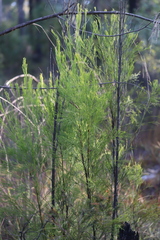 Exocarpos cupressiformis