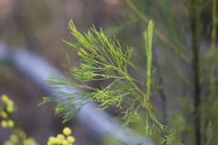 Exocarpos cupressiformis