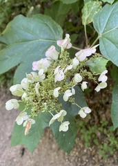 Hydrangea quercifolia
