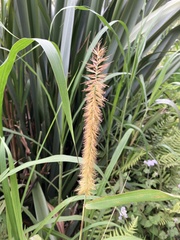 Cenchrus purpureus