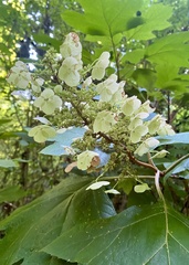 Hydrangea quercifolia