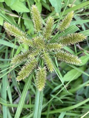Cyperus cyperoides