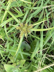 Cyperus cyperoides